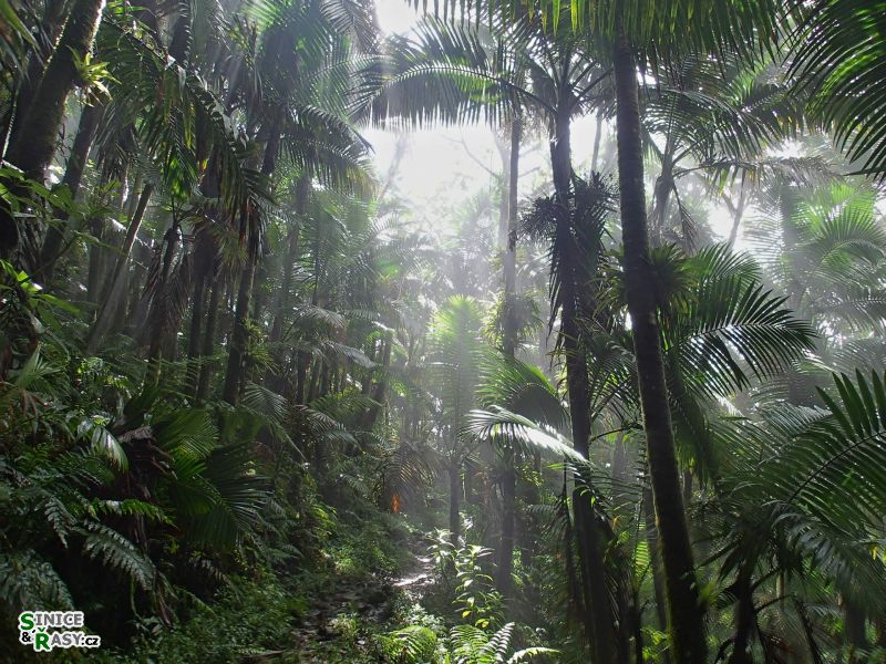 el-yunque-highland-puerto-rico-2013-050