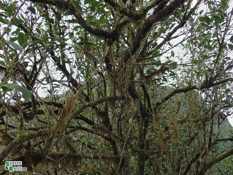 el-yunque-highland-puerto-rico-2013-051