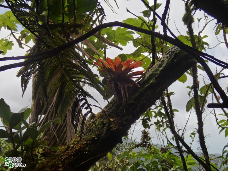 el-yunque-highland-puerto-rico-2013-052