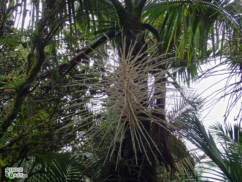 el-yunque-highland-puerto-rico-2013-053