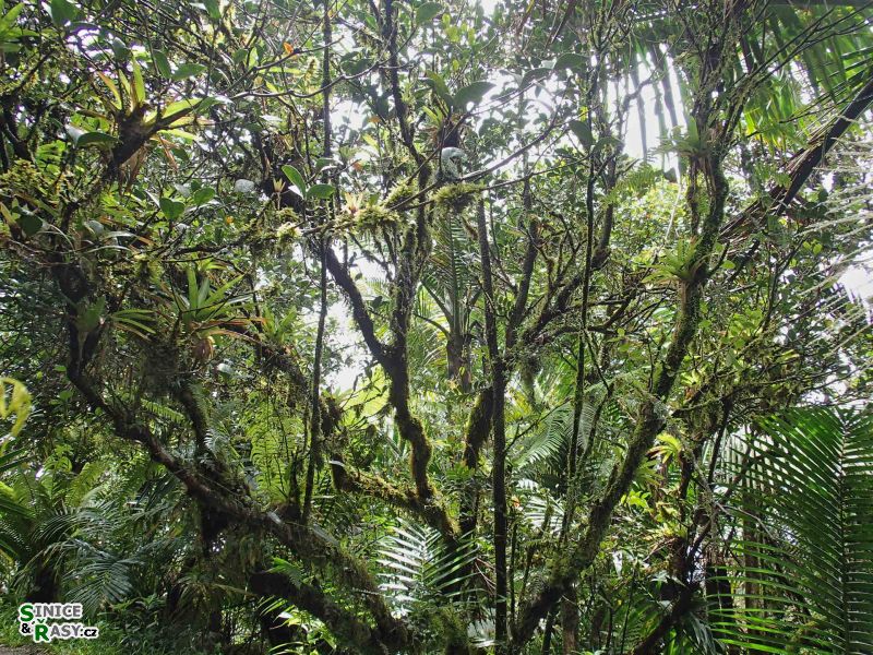 el-yunque-highland-puerto-rico-2013-054