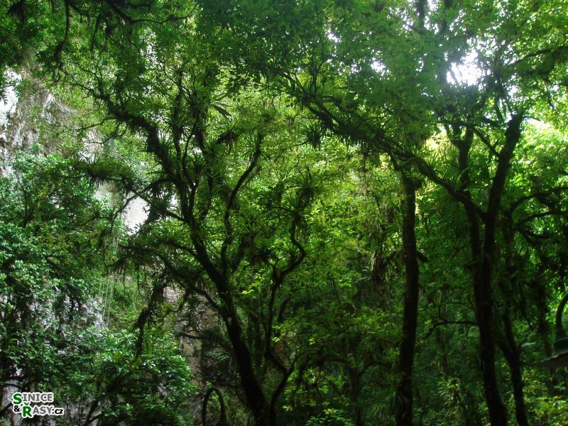 parque-de-las-cavernas-de-rio-camuy-puerto-rico-2013-001