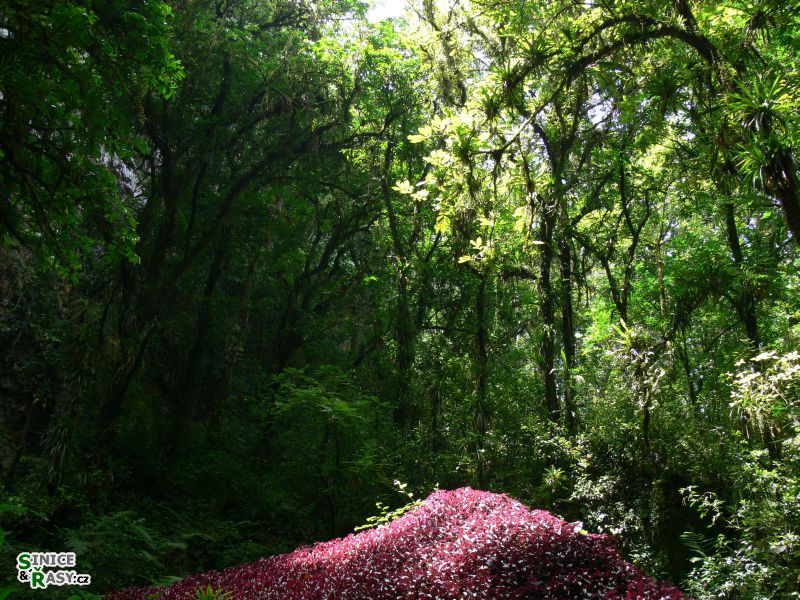 parque-de-las-cavernas-de-rio-camuy-puerto-rico-2013-004