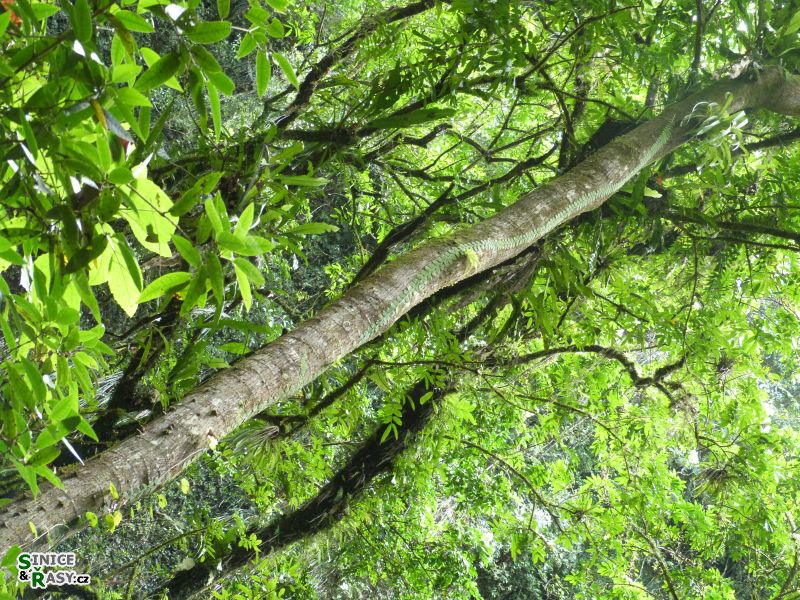 parque-de-las-cavernas-de-rio-camuy-puerto-rico-2013-014