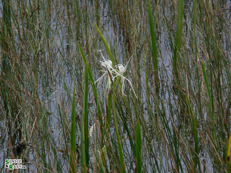 florida-2013-002