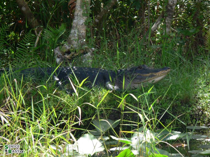 florida-2013-003