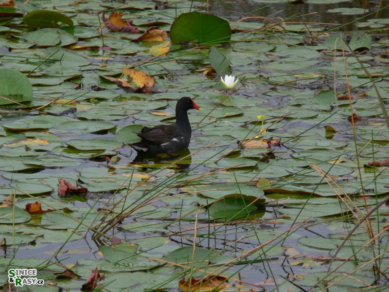 florida-2013-007