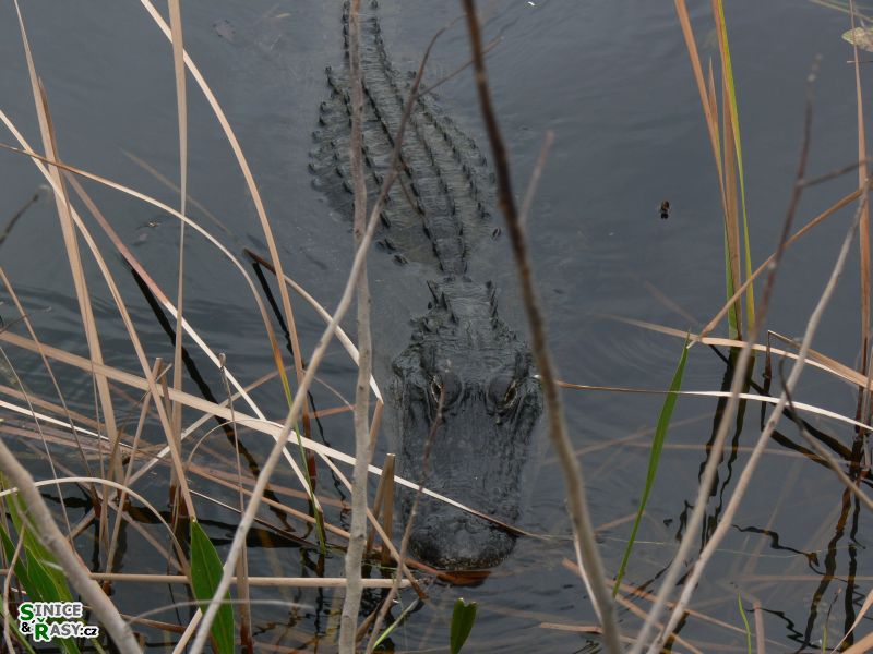 florida-2013-011