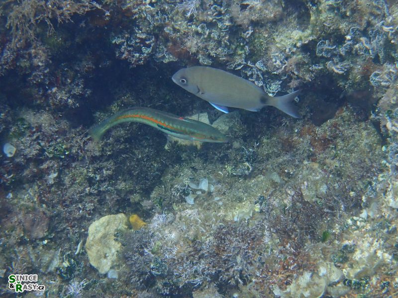 Veruda 0182