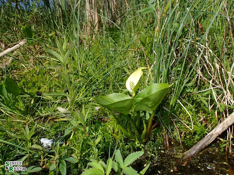 p5200047