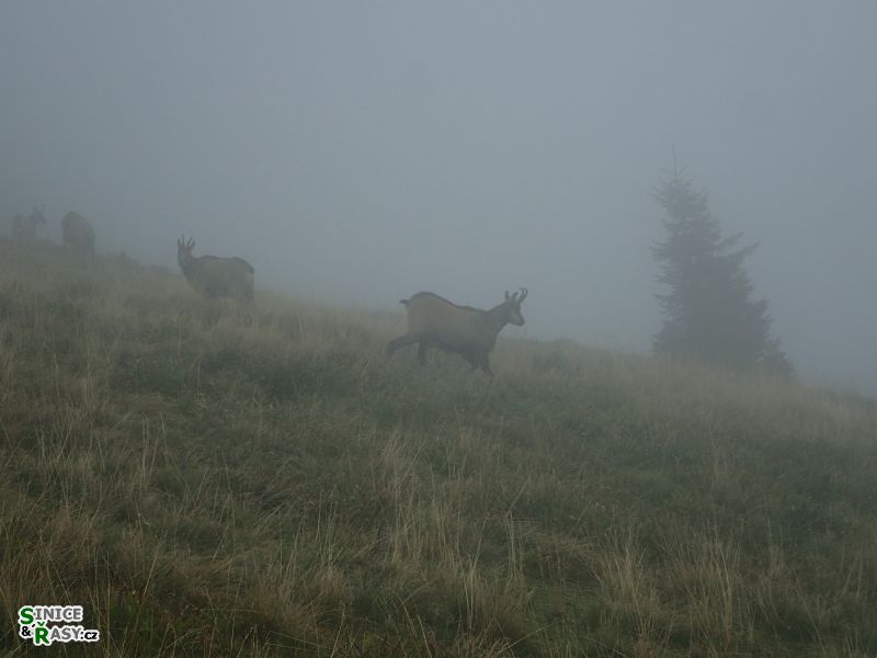 Kamzíci v mlze II.