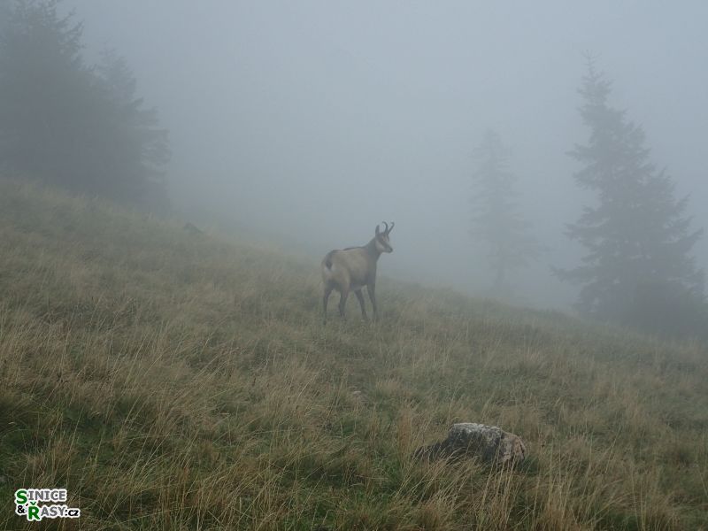 Kamzíci v mlze I.