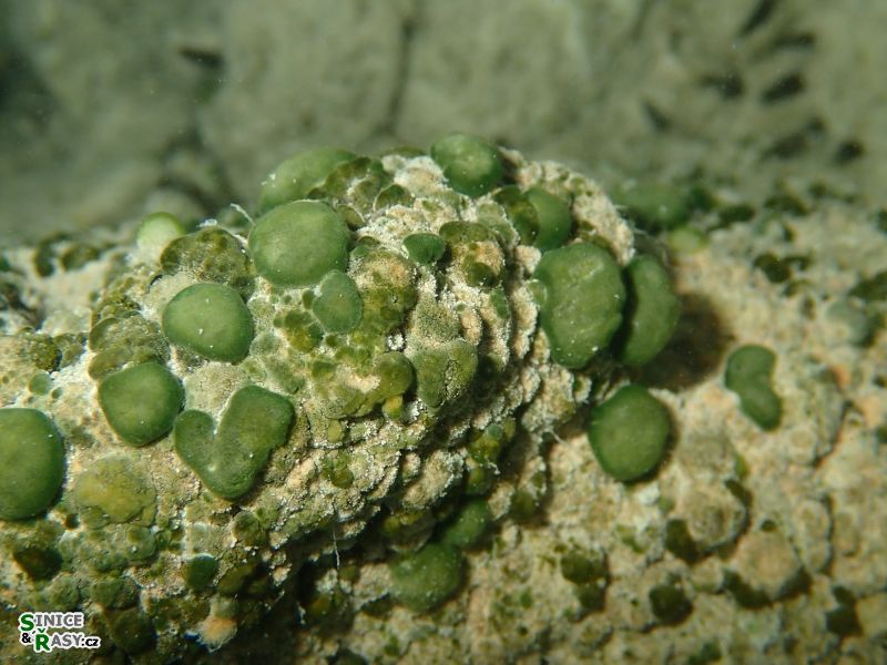 p9080018
