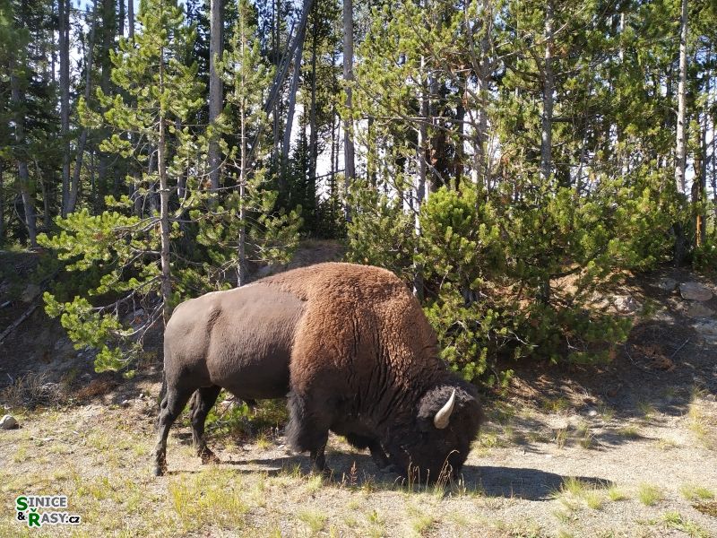 yellowstone_2019_20
