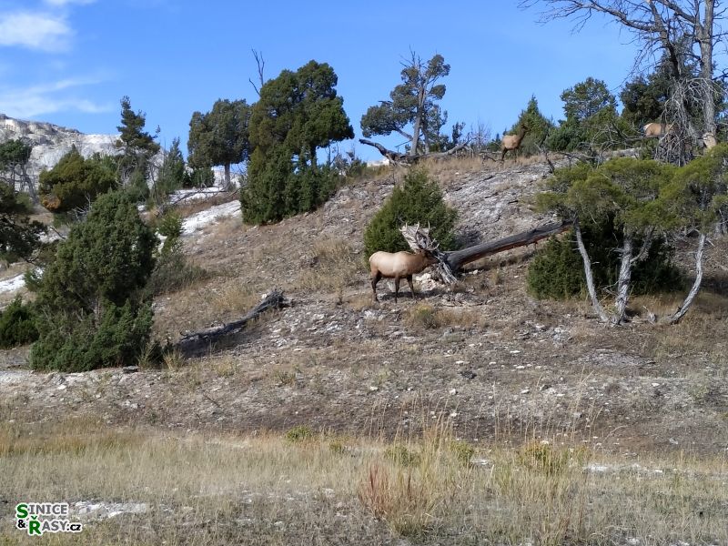 yellowstone_2019_7