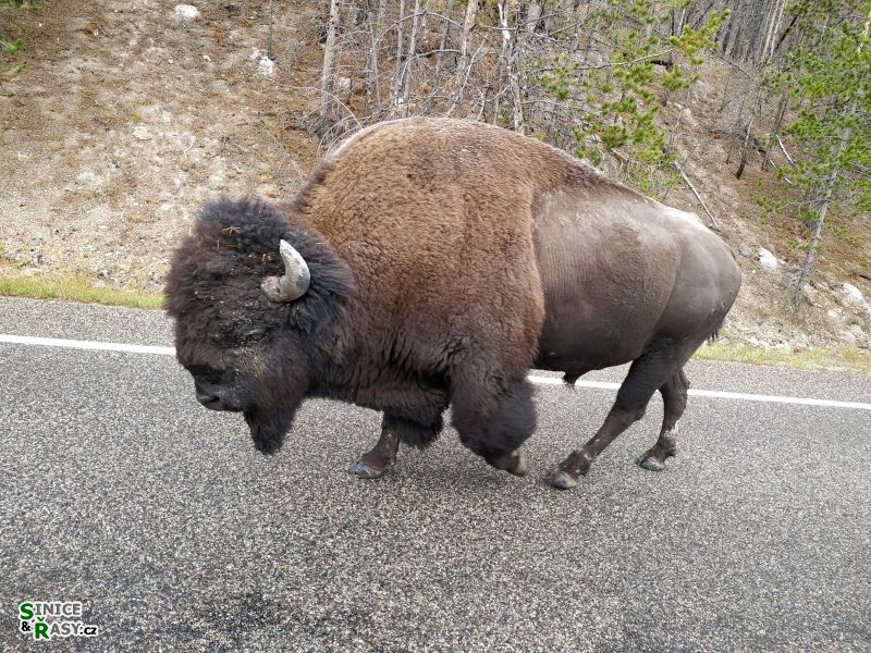 yellowstone_2019_9