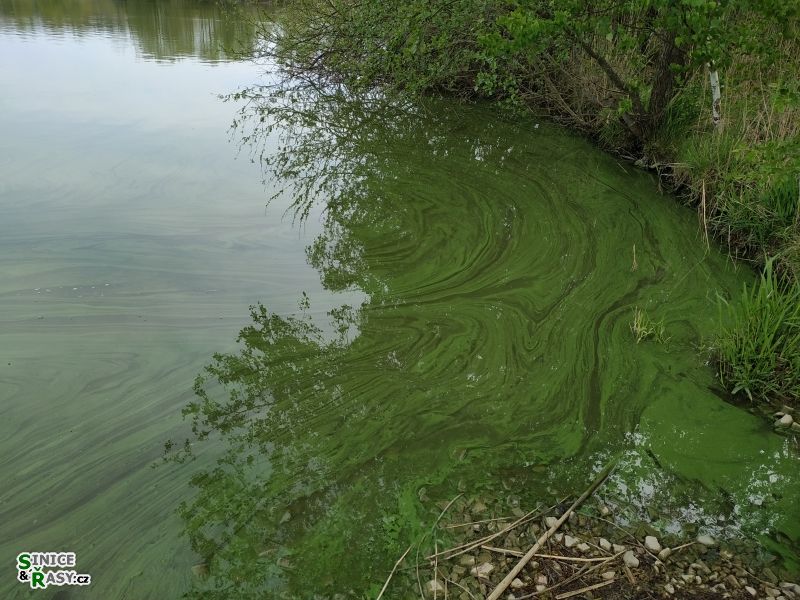 vodní krásný květ na Markovci I.