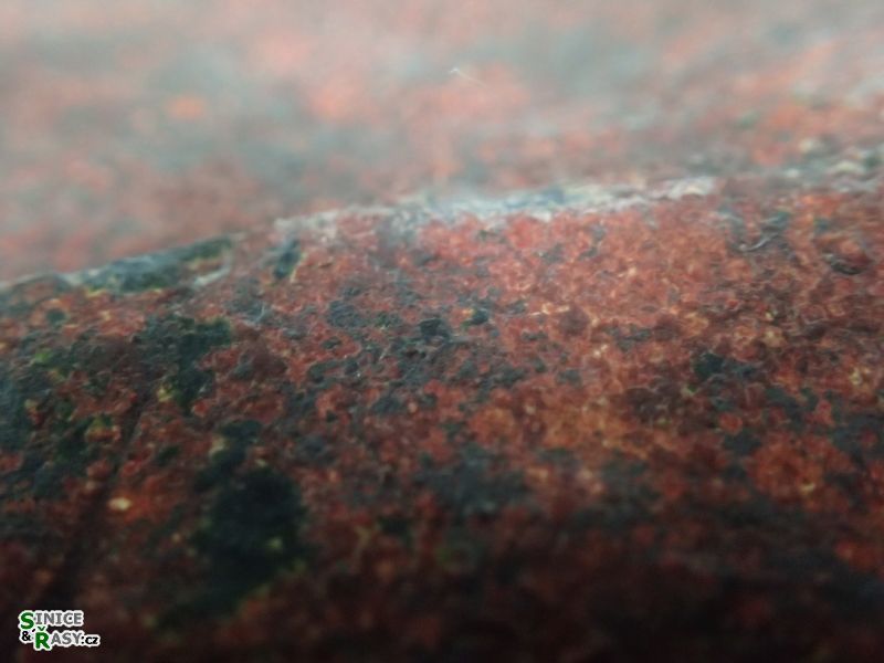 je tam spolu s Hildenbrandia fluviatilis
