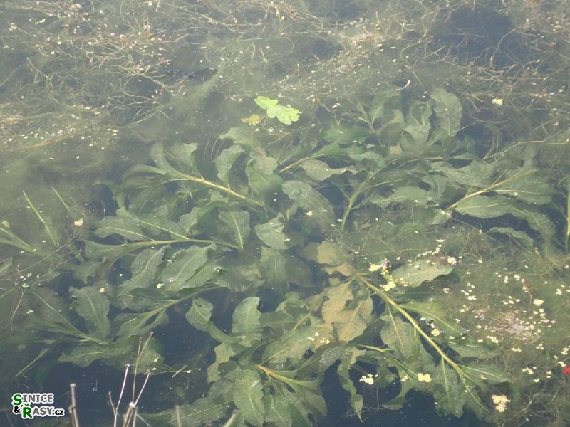 Potamouš