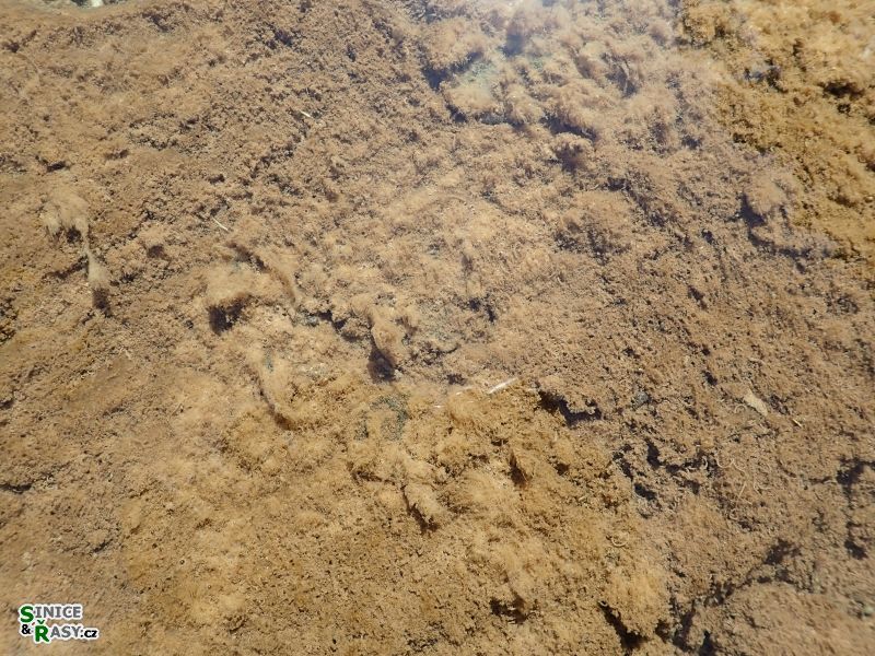 Didymo nárosty v Morávce