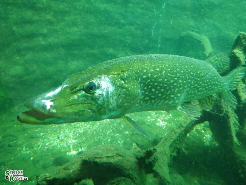 návštěva Zoo