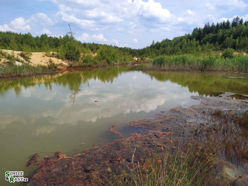 pískovna Erika i se Zygogoniem