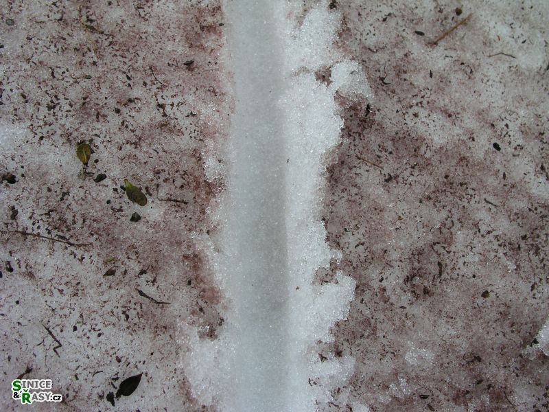 Chlamydomonas nivalis