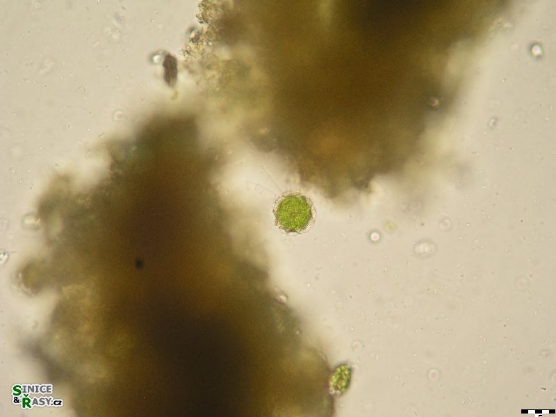 Chlamydomonas sp.