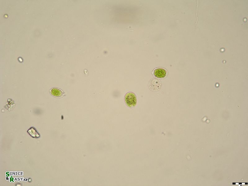 Chlamydomonas sp.