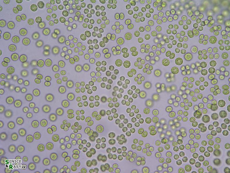Tetraspora cylindrica