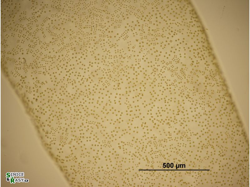 Tetraspora gelatinosa