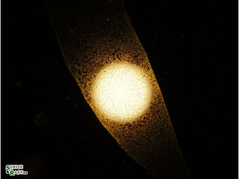 Tetraspora gelatinosa