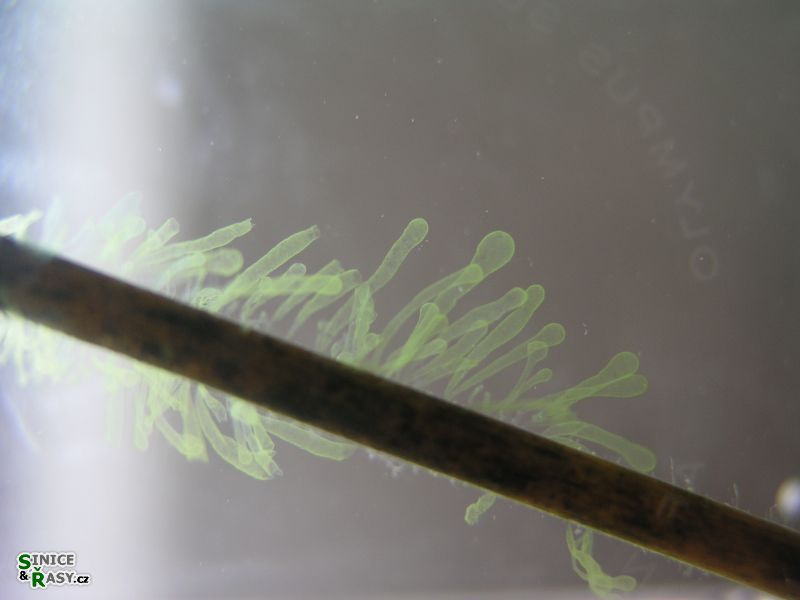 Tetraspora gelatinosa