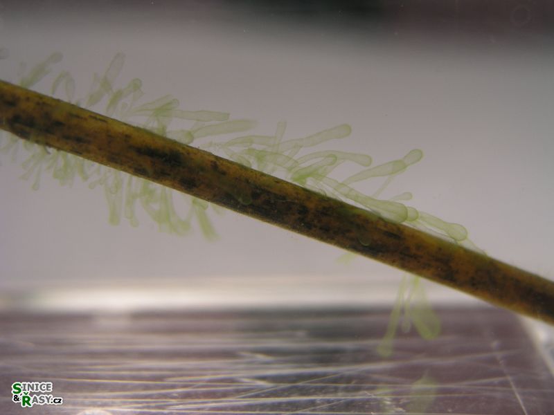 Tetraspora gelatinosa