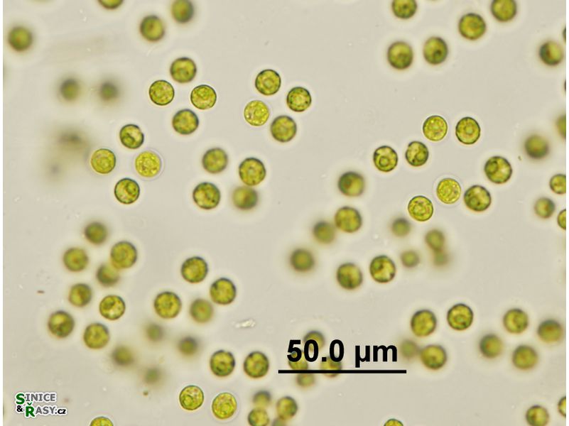 Teteraspora gelationsa