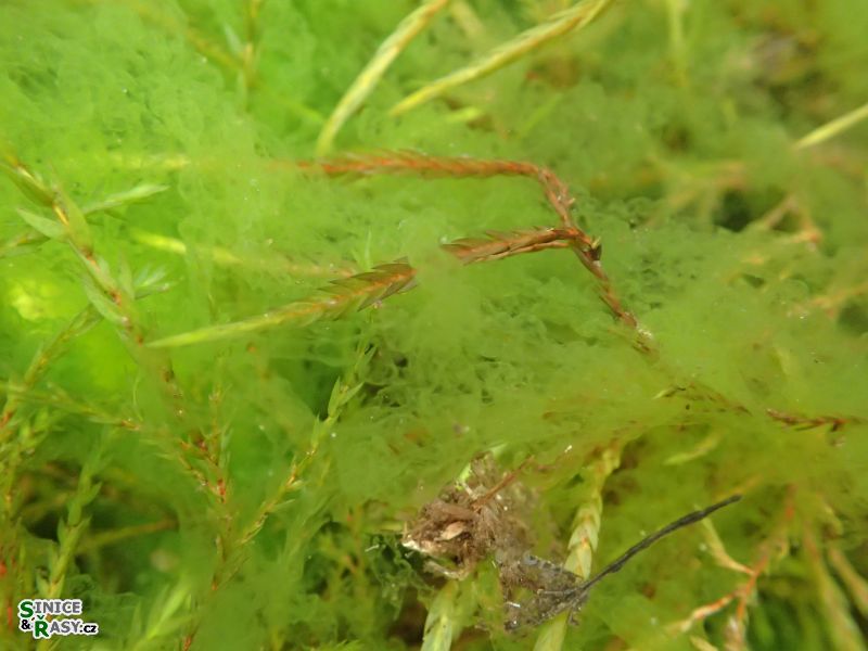 Tetraspora gelatinosa