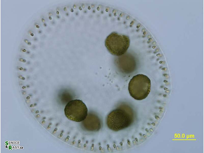 Volvox aureus