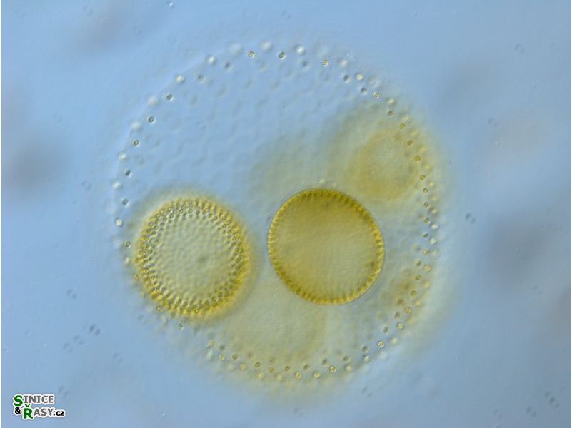 Volvox aureus