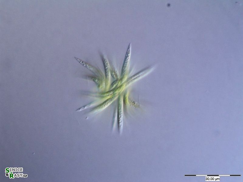 Ankistrodesmus