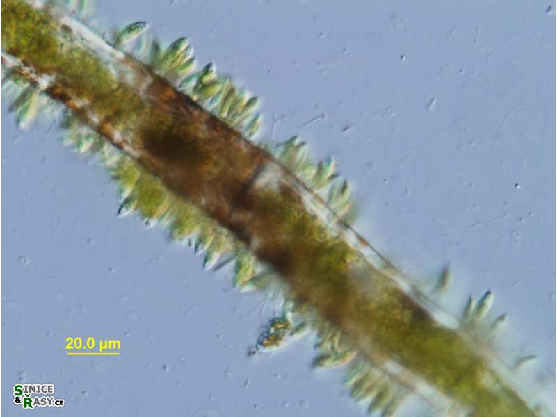 Characium