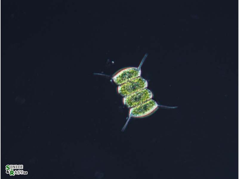 Desmodesmus communis