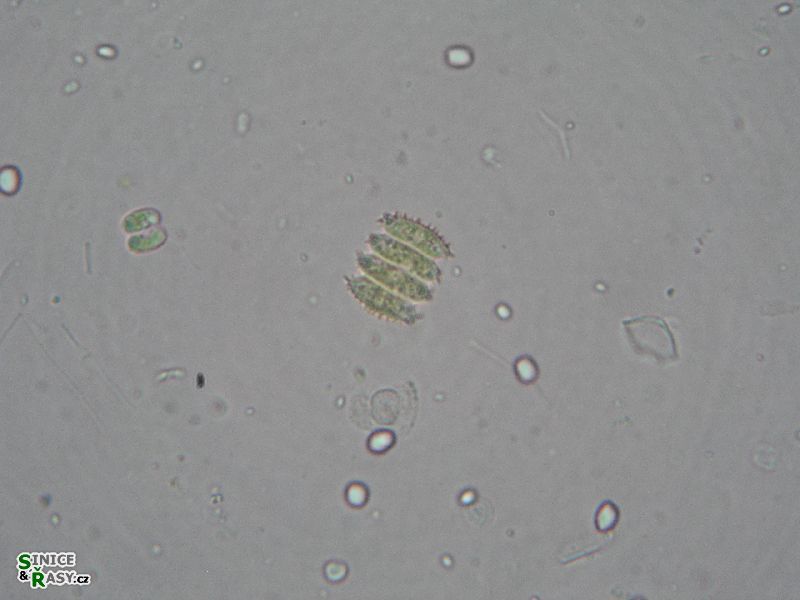 Desmodesmus serratus