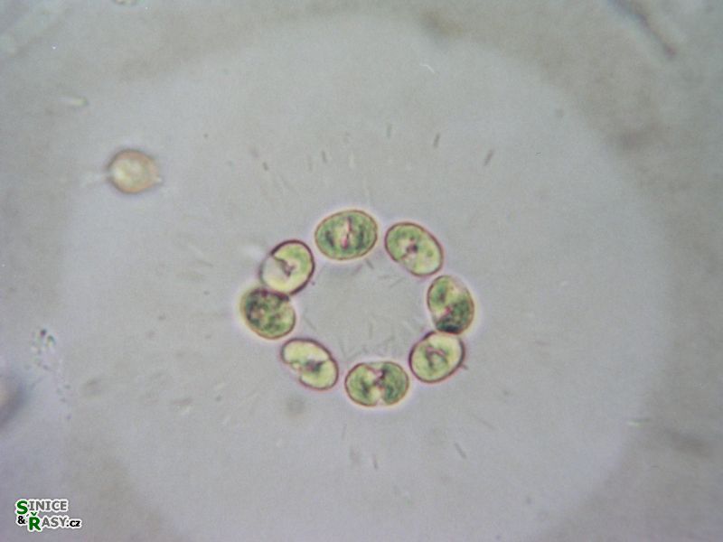 Gilbertsmithia