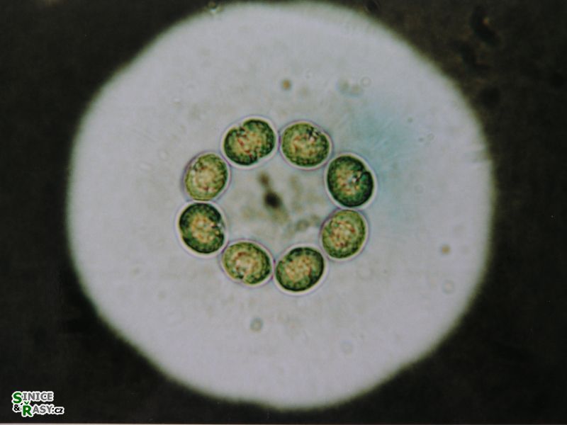 Gilbertsmithia