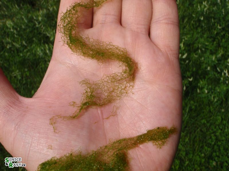 Hydrodictyon reticulatum