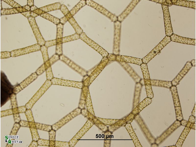 Hydrodictyon reticulatum