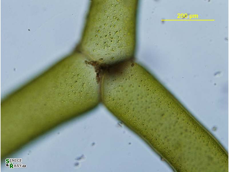Hydrodictyon reticulatum