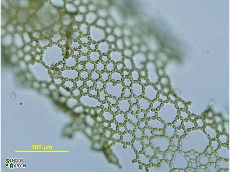 Hydrodictyon reticulatum