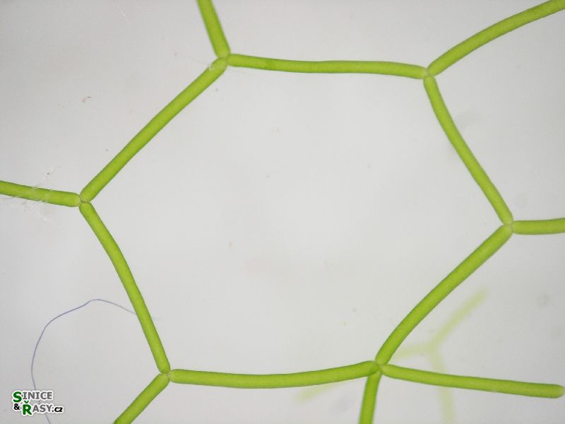 Hydrodictyon reticulatum