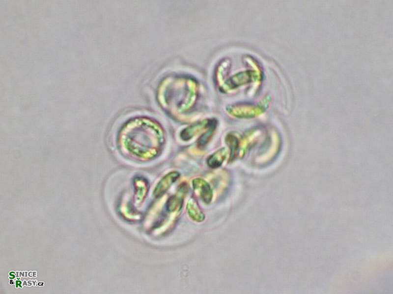 Nephrocytium